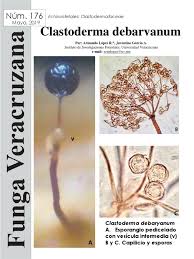 Attēlu rezultāti vaicājumam “Clastoderma debaryanum”