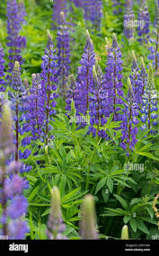 Image result for Lupinen