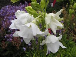 Attēlu rezultāti vaicājumam “Campanula persicifolia flower”
