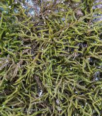 Attēlu rezultāti vaicājumam “Pseudoleskeella nervosa”