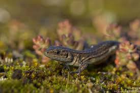 Attēlu rezultāti vaicājumam “Lacerta vivipara juvenile”