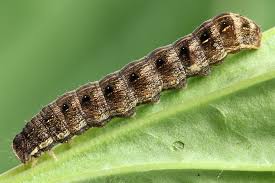 Attēlu rezultāti vaicājumam “Cerastis rubricosa”