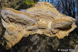 Attēlu rezultāti vaicājumam “Mucronella subtilis”