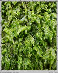 Attēlu rezultāti vaicājumam “Anomodon attenuatus”