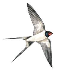 Attēlu rezultāti vaicājumam “Hirundo rustica”