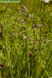 Attēlu rezultāti vaicājumam “Poa humilis”