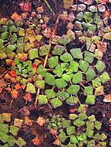 Attēlu rezultāti vaicājumam “Trapaceae”