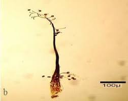 Attēlu rezultāti vaicājumam “Paradiacheopsis sp.”