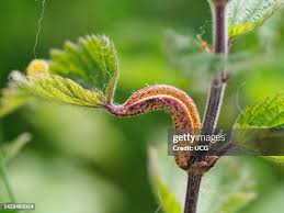 Attēlu rezultāti vaicājumam “Puccinia urticata”