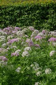 Attēlu rezultāti vaicājumam “Chaerophyllum aromaticum flower”