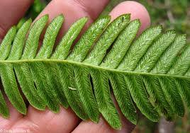 Attēlu rezultāti vaicājumam “Blechnum spicant”