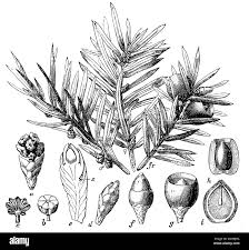 Attēlu rezultāti vaicājumam “Taxus baccata female flower”