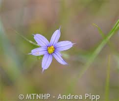 Attēlu rezultāti vaicājumam “Sisyrinchium montanum”