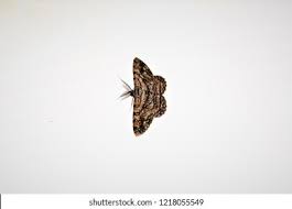 Attēlu rezultāti vaicājumam “Hypomecis roboraria”