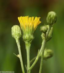 Attēlu rezultāti vaicājumam “Hieracium vulgatum bud”