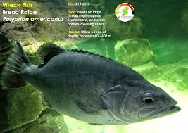 Image result for Polyprion americanus