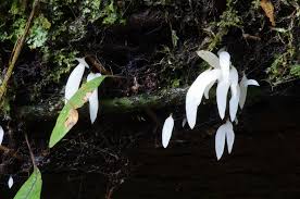 Attēlu rezultāti vaicājumam “Mucronella”