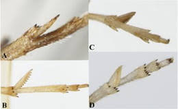 Attēlu rezultāti vaicājumam “Delphacidae”