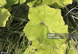 Attēlu rezultāti vaicājumam “Tussilago farfara leaf”