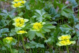 Attēlu rezultāti vaicājumam “Chrysosplenium alternifolium”
