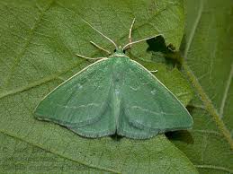 Attēlu rezultāti vaicājumam “Thetidia smaragdaria”