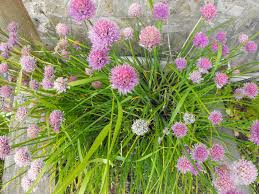 Image result for Allium schoenoprasum