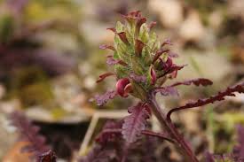 Attēlu rezultāti vaicājumam “Pedicularis palustris fruit”
