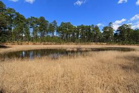 Attēlu rezultāti vaicājumam “Polymerus palustris”
