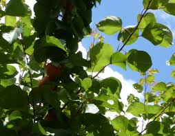 Attēlu rezultāti vaicājumam “Prunus armeniaca leaf”