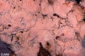 Attēlu rezultāti vaicājumam “Rhodonia placenta”