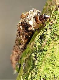 Attēlu rezultāti vaicājumam “Taleporia tubulosa”