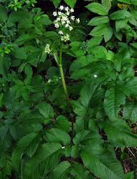 Attēlu rezultāti vaicājumam “Chaerophyllum aromaticum”