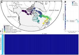 Image result for Arctogadus glacialis