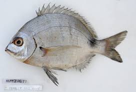 Image result for Diplodus kotschyi