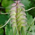 Attēlu rezultāti vaicājumam “Melampyrum cristatum”