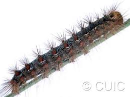 Attēlu rezultāti vaicājumam “Lymantria dispar”