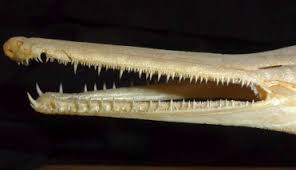 Image result for Lepisosteus osseus