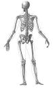 Skeleton Unit Study - A to Z Home's Cool Homeschooling Anatomy