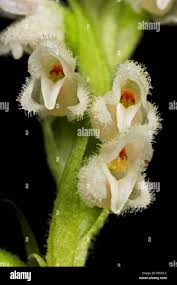 Attēlu rezultāti vaicājumam “Goodyera repens flower”
