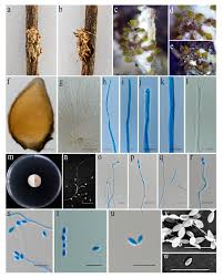 Attēlu rezultāti vaicājumam “Akanthomyces aculeatus”
