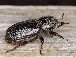 Attēlu rezultāti vaicājumam “Sinodendron cylindricum female”