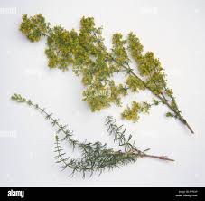 Attēlu rezultāti vaicājumam “Galium verum leaf”