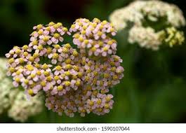 Attēlu rezultāti vaicājumam “Achillea salicifolia leaf”
