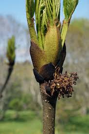 Attēlu rezultāti vaicājumam “Fraxinus excelsior bud”