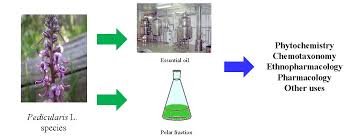 Attēlu rezultāti vaicājumam “Pedicularis palustris fruit”