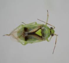 Attēlu rezultāti vaicājumam “Orthops campestris”