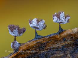 Attēlu rezultāti vaicājumam “Didymium clavus stalked”