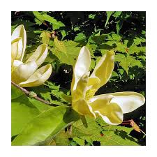 Attēlu rezultāti vaicājumam “Magnolia acuminata”