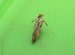 Attēlu rezultāti vaicājumam “Caloptilia alchimiella”