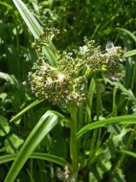 Attēlu rezultāti vaicājumam “Scirpus sylvaticus flower”